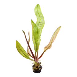 Aponogeton madagascariensis bulb - Tropica