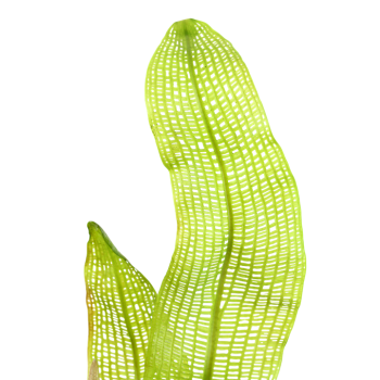 Aponogeton Madagascariensis Ampoule - Tropica 2