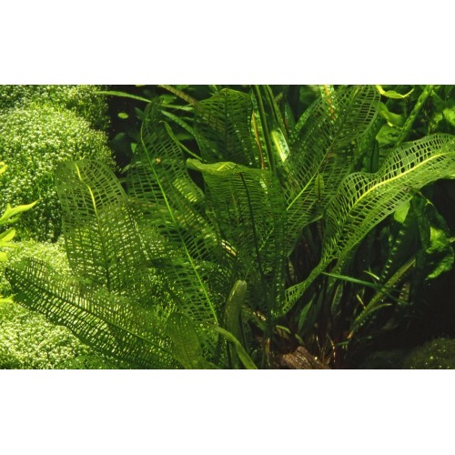 Aponogeton Madagascariensis Ampoule - Tropica