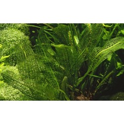 Aponogeton Madagascariensis Ampoule - Tropica