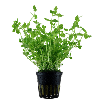 Lindernia Rotundiolia à Jaset - Tropica