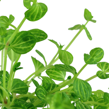 LINDERNIA ROTUNDIFOLIA IN JASET - Tropica 2