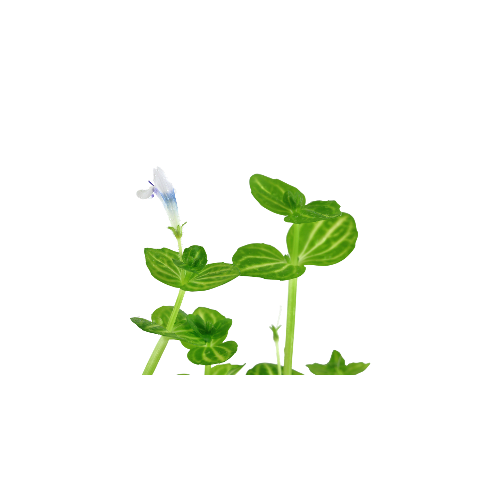 Lindernia rotundifolia - Tropica