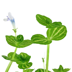 LINDERNIA ROTUNDIFOLIA IN JASET - Tropica