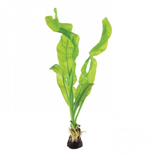 Aponogeton Ulvaceus Bulbe - Tropica