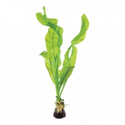 Aponogeton ulvaceus bulb - Tropica