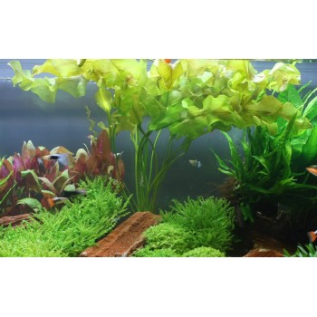 Aponogeton Ulvaceus Bulbe - Tropica 2