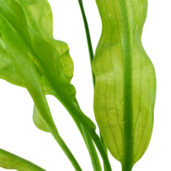 Aponogeton Ulvaceus Bulbe - Tropica