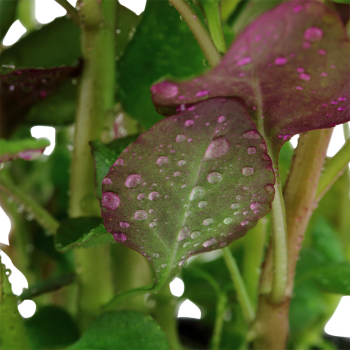 Lobelia cardinalis à Jar - Tropica 2