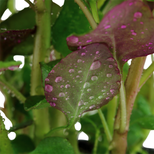 Lobelia cardinalis à Jar - Tropica