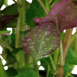 Lobelia cardinalis à Jar - Tropica