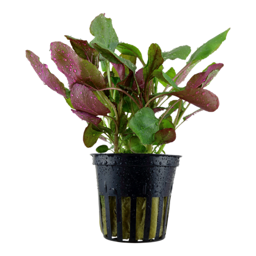 Lobelia cardinalis à Jar - Tropica