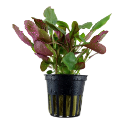 Lobelia Cardinalis in jar - Tropica