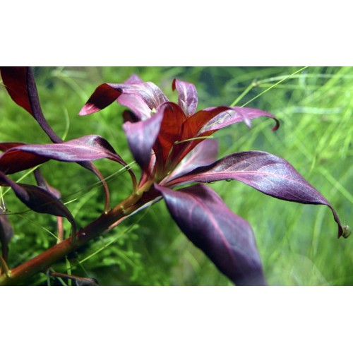 Ludwigia Glandulosa à Jar - Tropica