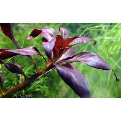 Ludwigia Glandulosa in jar - Tropica