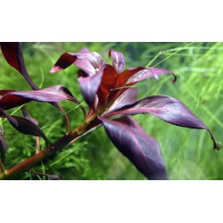 Ludwigia Glandulosa in jar - Tropica