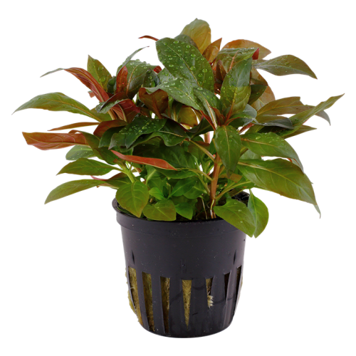 Ludwigia Glandulosa in jar - Tropica
