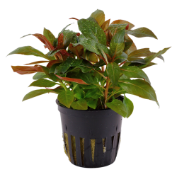 Ludwigia Glandulosa in jar - Tropica