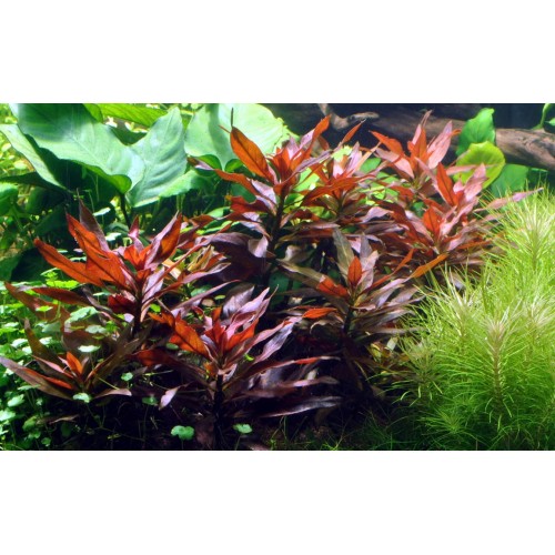 Ludwigia Glandulosa à Jar - Tropica