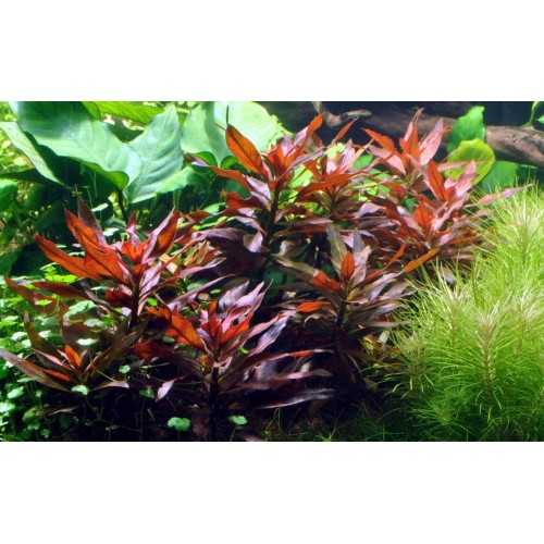 Ludwigia Glandulosa in jar - Tropica