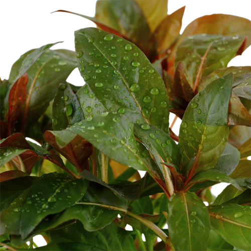 Ludwigia Glandulosa in jar - Tropica