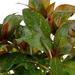Ludwigia Glandulosa in jar - Tropica
