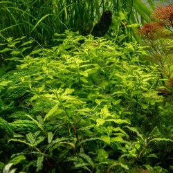 Ludwigia Palustris 'Green' dans Jar - Tropica