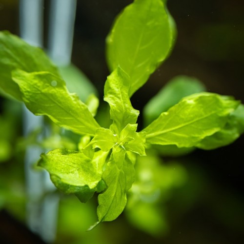 Ludwigia Palustris 'Green' dans Jar - Tropica