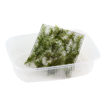 Fiddens Fontanus - Tropica