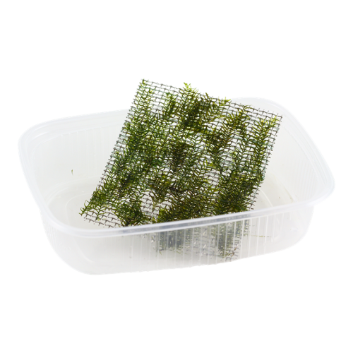 Fiddens Fontanus - Tropica