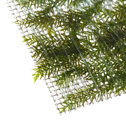 Fissidens fontanus - Tropica