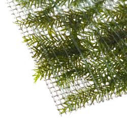 Fiddens Fontanus - Tropica