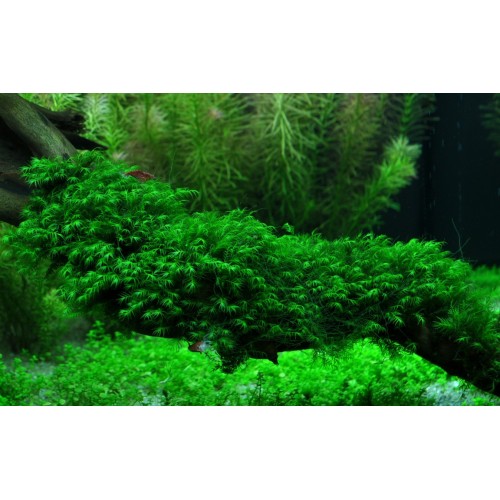 Fiddens Fontanus - Tropica