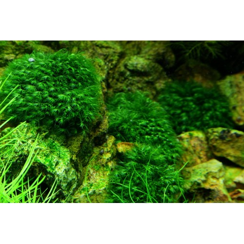 Fissidens fontanus - Tropica