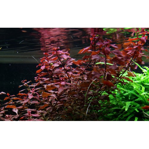Ludwigia palustris 'Super Red' in vasetto -...