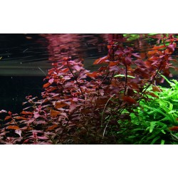 Ludwigia Palustris 'Super Red' in Jar - Tropica