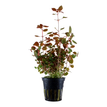 Ludwigia palustris 'Super Red' in vasetto - Tropica