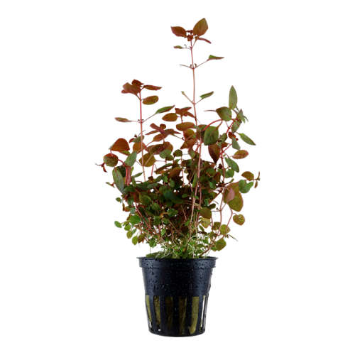 Ludwigia Palustris 'Super Red' in Jar - Tropica