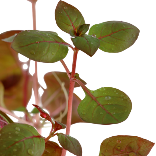 Ludwigia Palustris 'Super Red' in Jar - Tropica