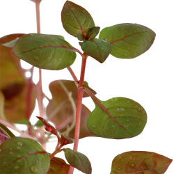 Ludwigia Palustris 'Super Red' in Jar - Tropica