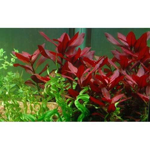 Ludwigia repens 'Rubin' in jar - Tropica