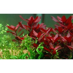 Ludwigia repens 'Rubin' in jar - Tropica