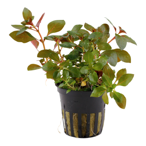 Ludwigia repens 'rubin' dans le pot - Tropica