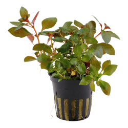 Ludwigia repens 'Rubin' in jar - Tropica