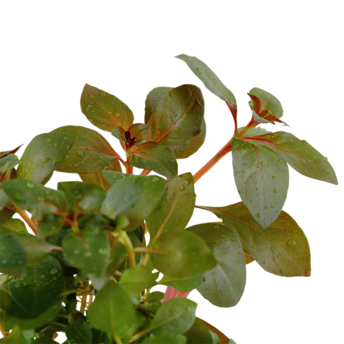 Ludwigia repens 'Rubin' in jar - Tropica