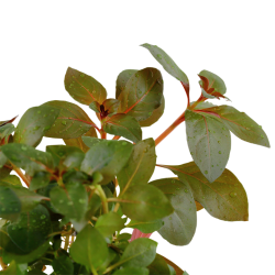 Ludwigia repens 'Rubin' in jar - Tropica