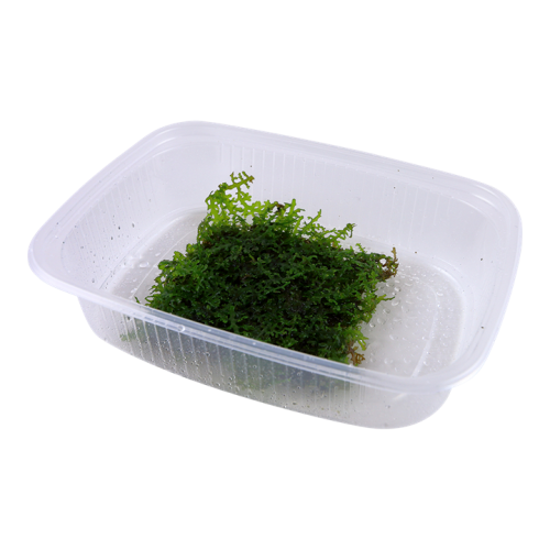 Riccardia Chedryfrafrafrafrae - Tropica