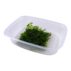 Riccardia Chedryfrafrafrafrae - Tropica