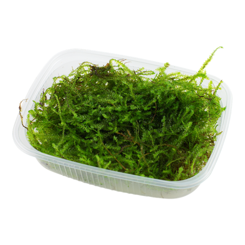 Taxiphyllum barbers Bogor Moss - Tropica