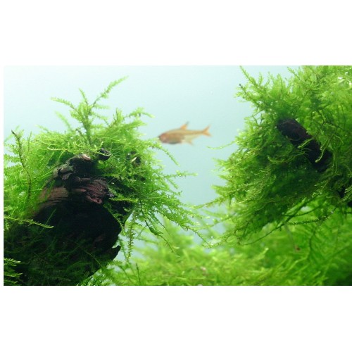 Taxiphyllum barbers Bogor Moss - Tropica